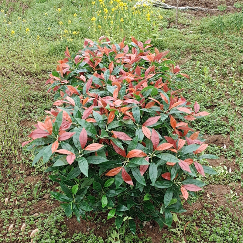 仿真植物新款桂花枝叶春秋色丹桂叶月桂叶橄榄果叶树装饰厂家直销-封面