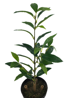 仿真植物果树室内落地盆栽装饰