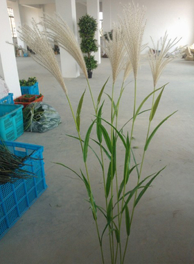 单枝仿真绿植落地芦苇花