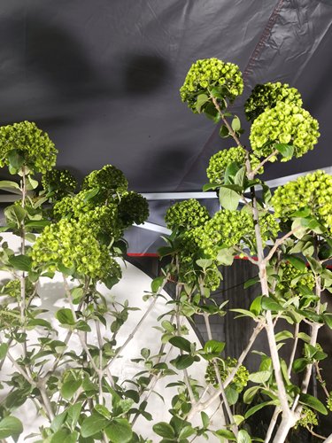 中华木绣球花大花斗球庭院风景树花园盆栽耐热耐寒植物好养易活