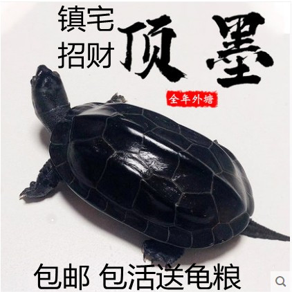 外塘饲养精品墨龟宠物家养龟