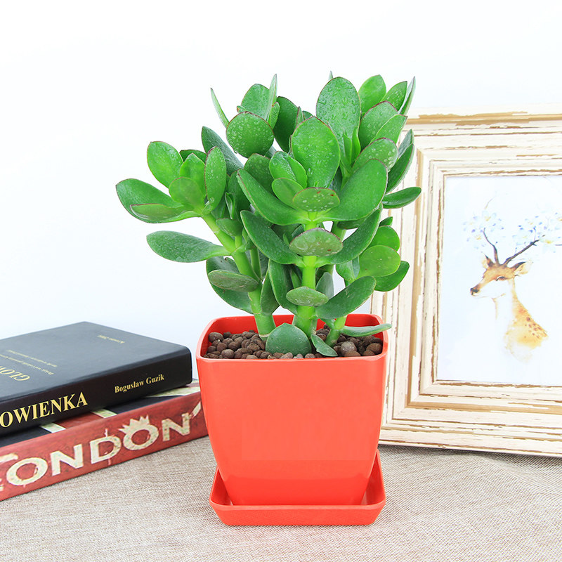 绿植花卉 小盆栽 厚脸皮植物 景天树 燕子掌 玉树 多肉植物