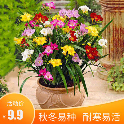 香雪兰球根多少钱 香雪兰球根优惠券免费领取 有条鱼