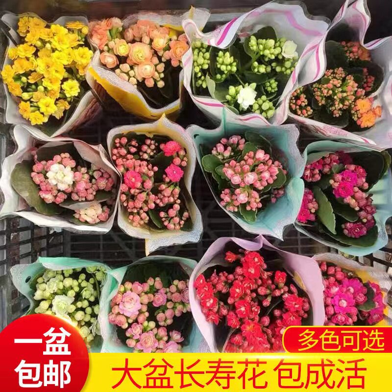 重瓣长寿花盆栽金狐狸大花带花苞