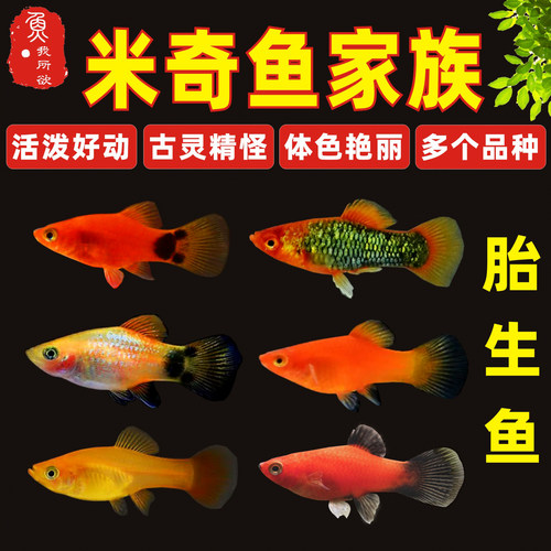 米奇鱼淡水鱼好养包邮下崽狂魔鱼