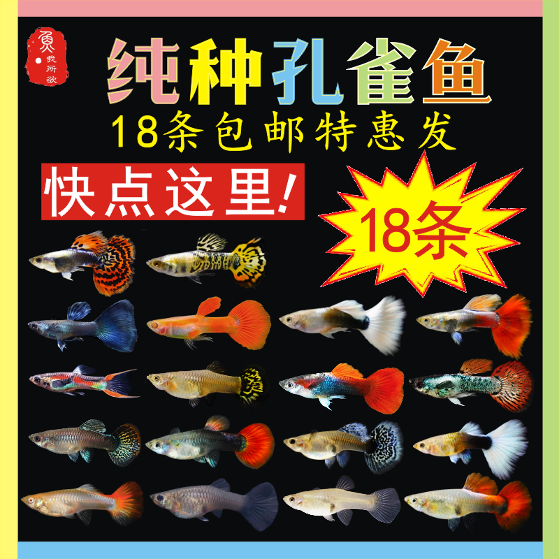 公母搭配孔雀鱼淡水特惠套餐胎生