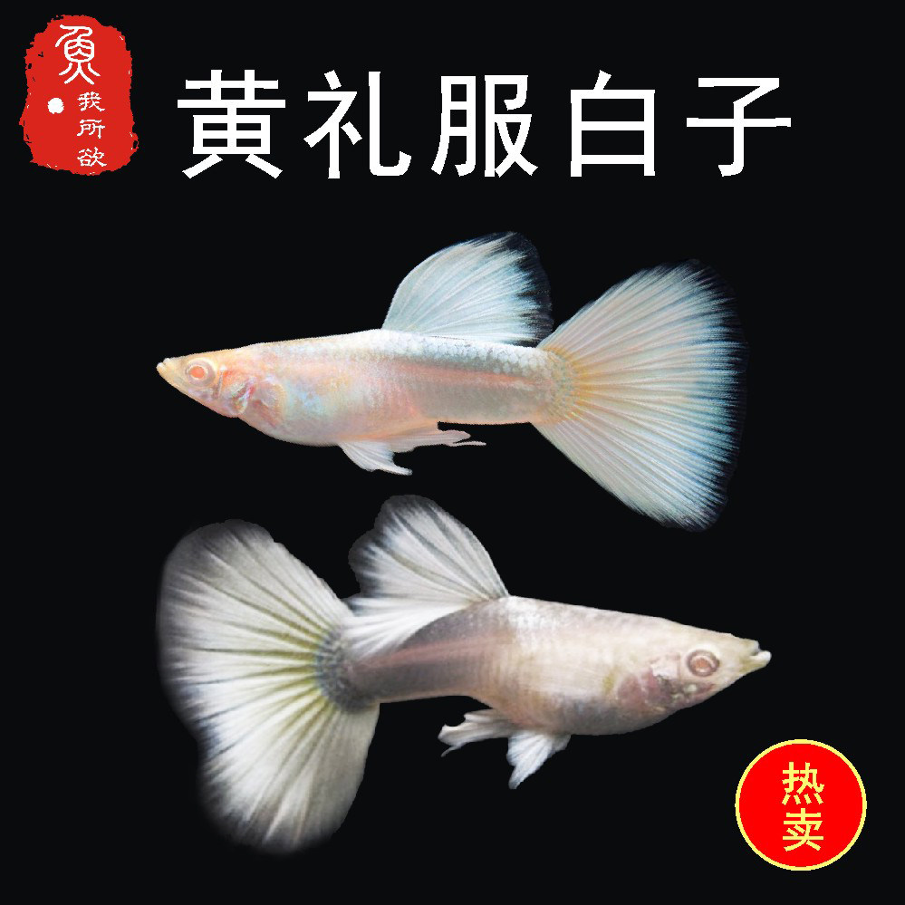 孔雀鱼孕母临产特大孕母临产鱼黄礼服白子孔雀鱼孕母下崽狂魔鱼