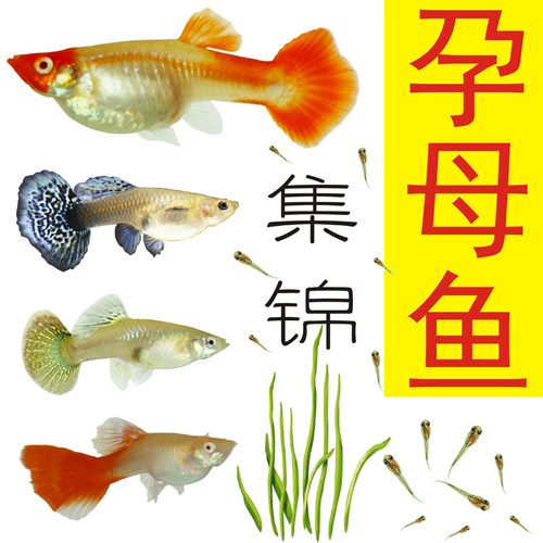 孔雀鱼孕母临产大肚下崽狂母热带