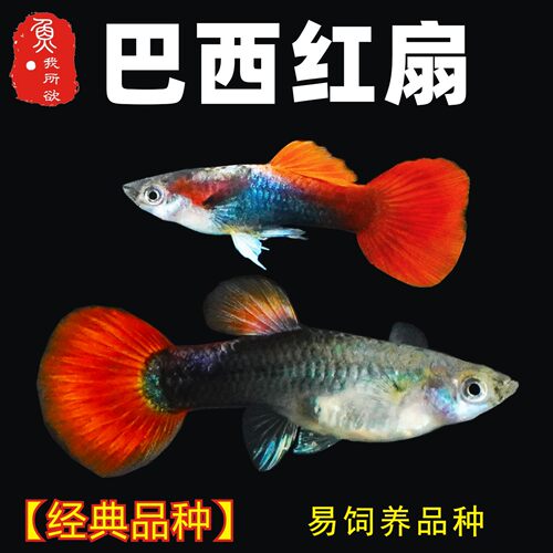 巴西红扇孕母临产大肚孕母临产