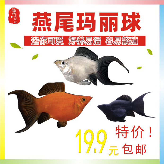 公母高帆燕尾玛丽球热带淡水包邮