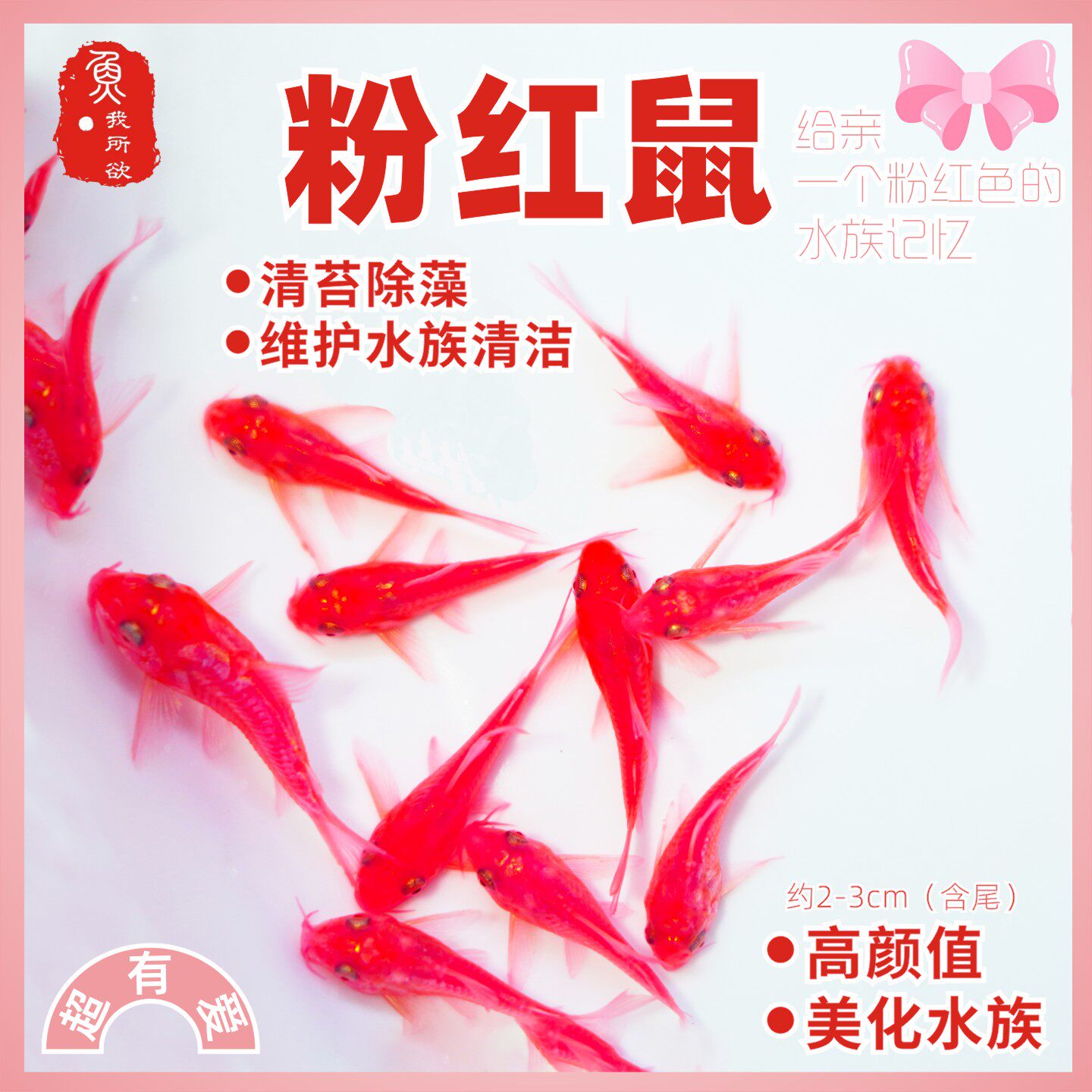粉红鼠鱼黄金大帆胡子24k清洁除藻工具鱼清道夫水族小仙子清洁鱼