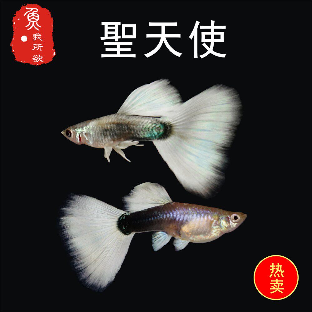 孔雀鱼孕母临产圣天使白礼服孔雀鱼活体热带胎生鱼下崽狂魔鱼