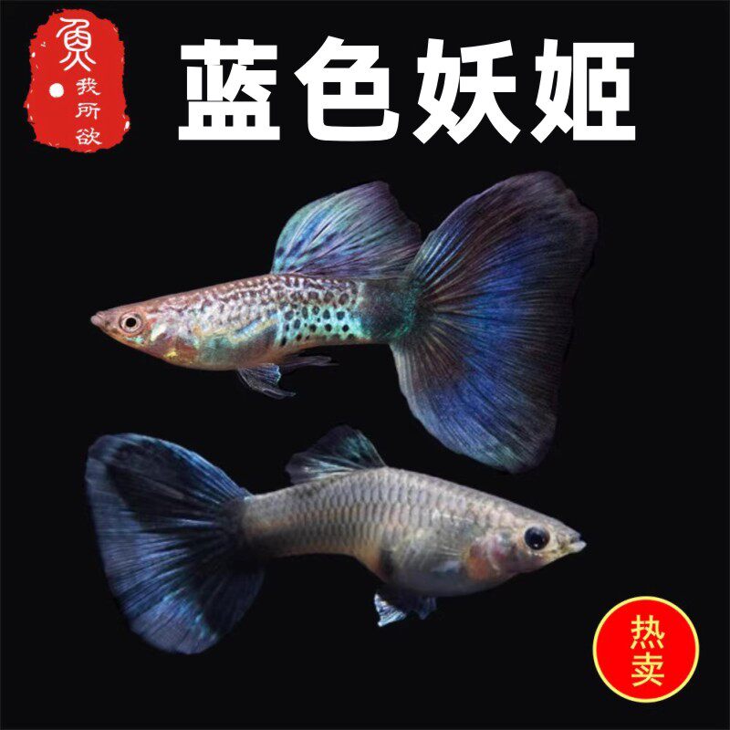蓝色妖姬孔雀鱼孕母临产热带胎生鱼银河蓝尾孔雀鱼孔雀鱼