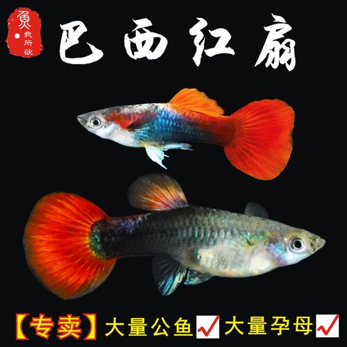 孔雀鱼纯种巴西红扇活体孕母临产