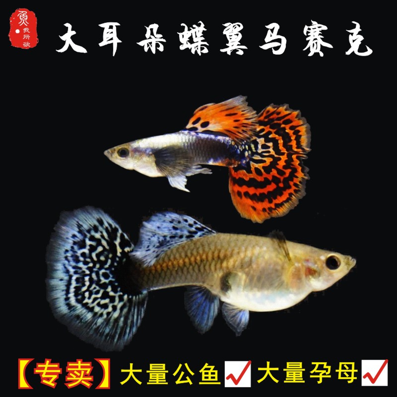 大耳朵马赛克鱼公母孔雀鱼淡水鱼