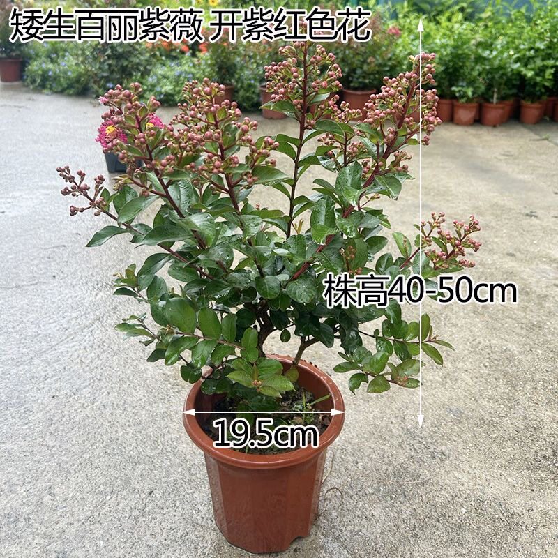 矮化百丽树苗棒棒糖造型四季常青耐寒室外庭院造景盆栽花