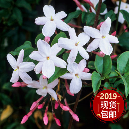 藤本植物攀援四季常绿多花素馨
