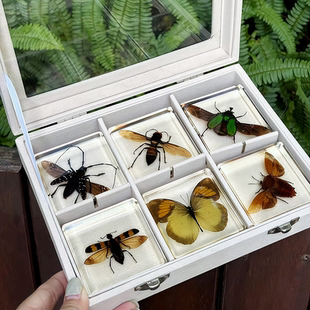 真实昆虫树脂标本展翅真虫金龟子蝴蝶天牛锹甲虫教学生日礼盒摆件