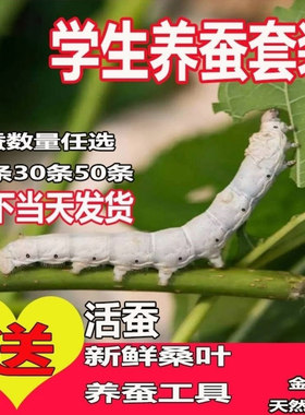 学生养蚕新鲜桑叶一龄教材套餐