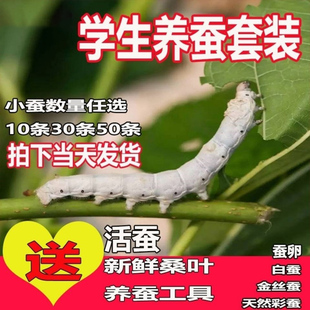 学生养蚕套餐科普新 桑叶一龄二龄三龄蚕宝宝教材套餐同步蚕卵