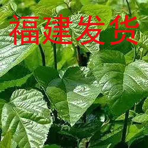 福建新鲜蚕宝宝饲料桑树叶现
