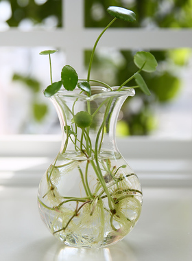 透明玻璃绿萝水养植物花盆容器