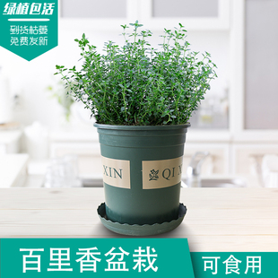 西餐煎牛排用 可食用香料调料盆栽 Thyme 新鲜金边柠檬百里香盆栽