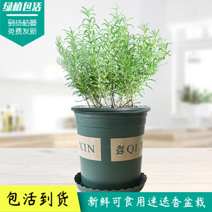 迷迭香新鲜可食用香草盆栽迷失香香草盆栽西餐煎牛排用香料理泡茶