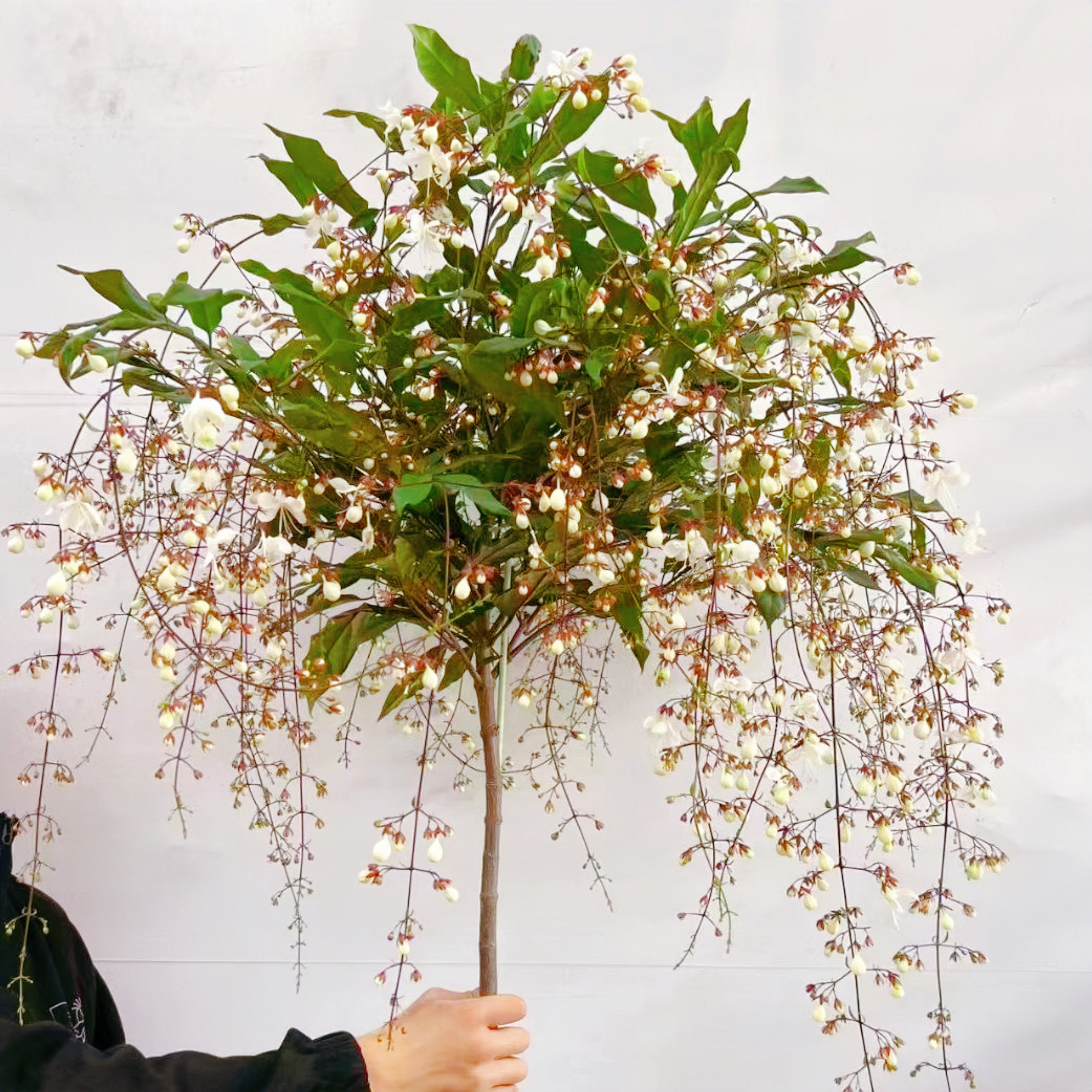 好养易活垂丝茉莉花绿植物室内室外垂吊盆栽苗阳台庭院花卉带花苞