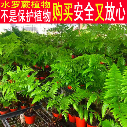 金毛狗蕨价格 金毛狗蕨图片 星期三