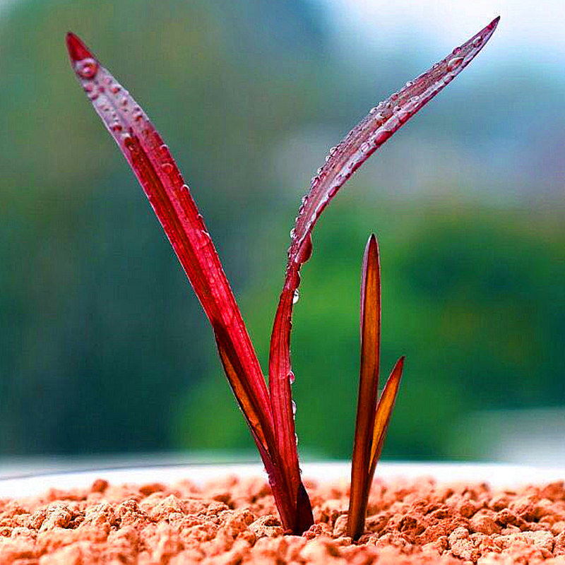 网红兰花草正宗红草红荷建兰稀有品种高档名贵绿植盆栽浓香型红花