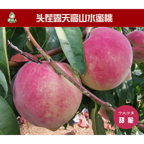 脆甜多汁桃味十足正宗高山水蜜桃