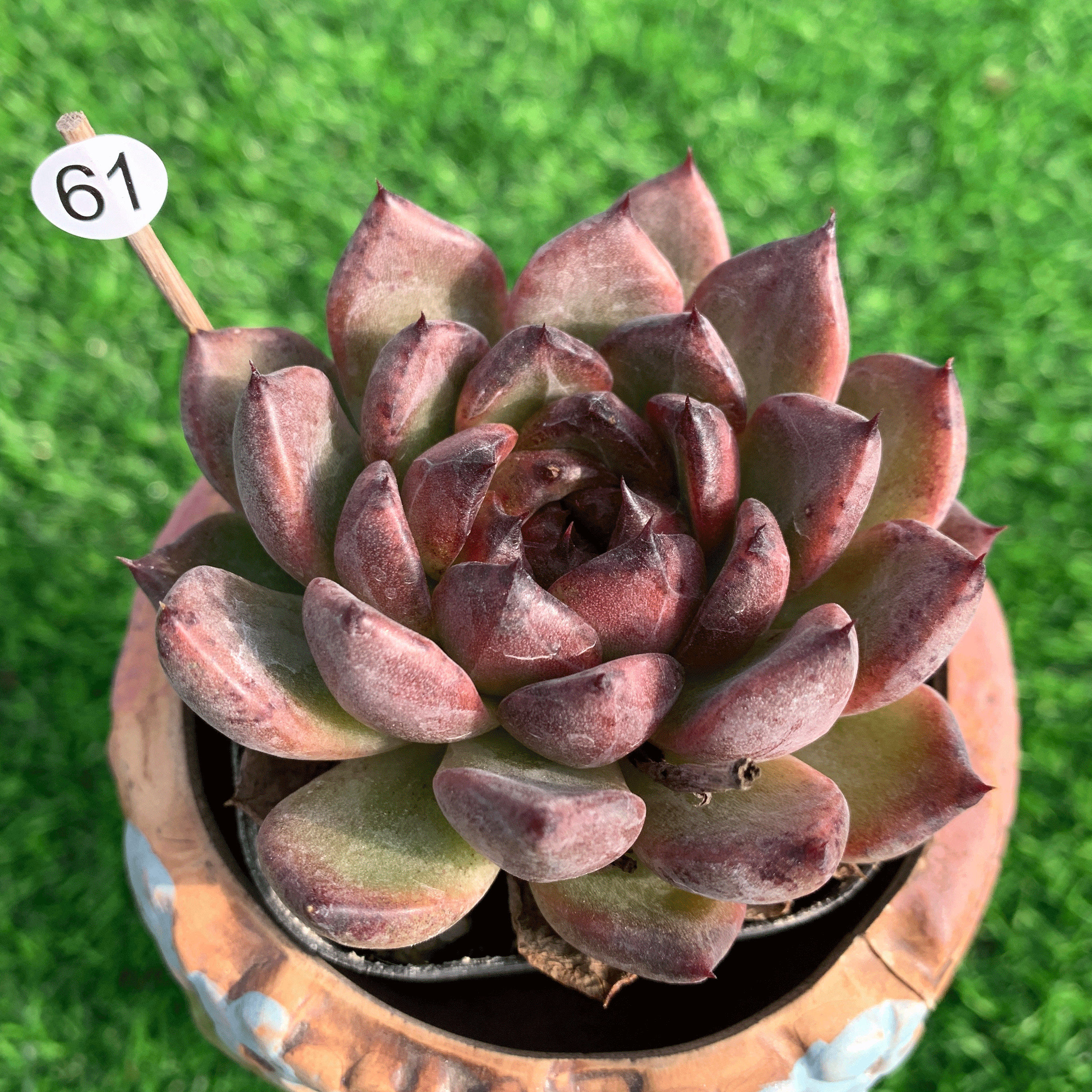 黑玫瑰女王多肉植物一物一拍阳台窗台绿植盆栽肉肉单群生灵曦园艺