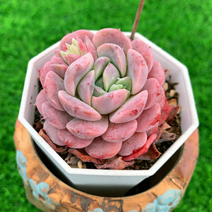 恩宠 格瑞斯多肉植物韩版 一物一拍粉色肉肉绿植盆栽花卉灵曦园艺