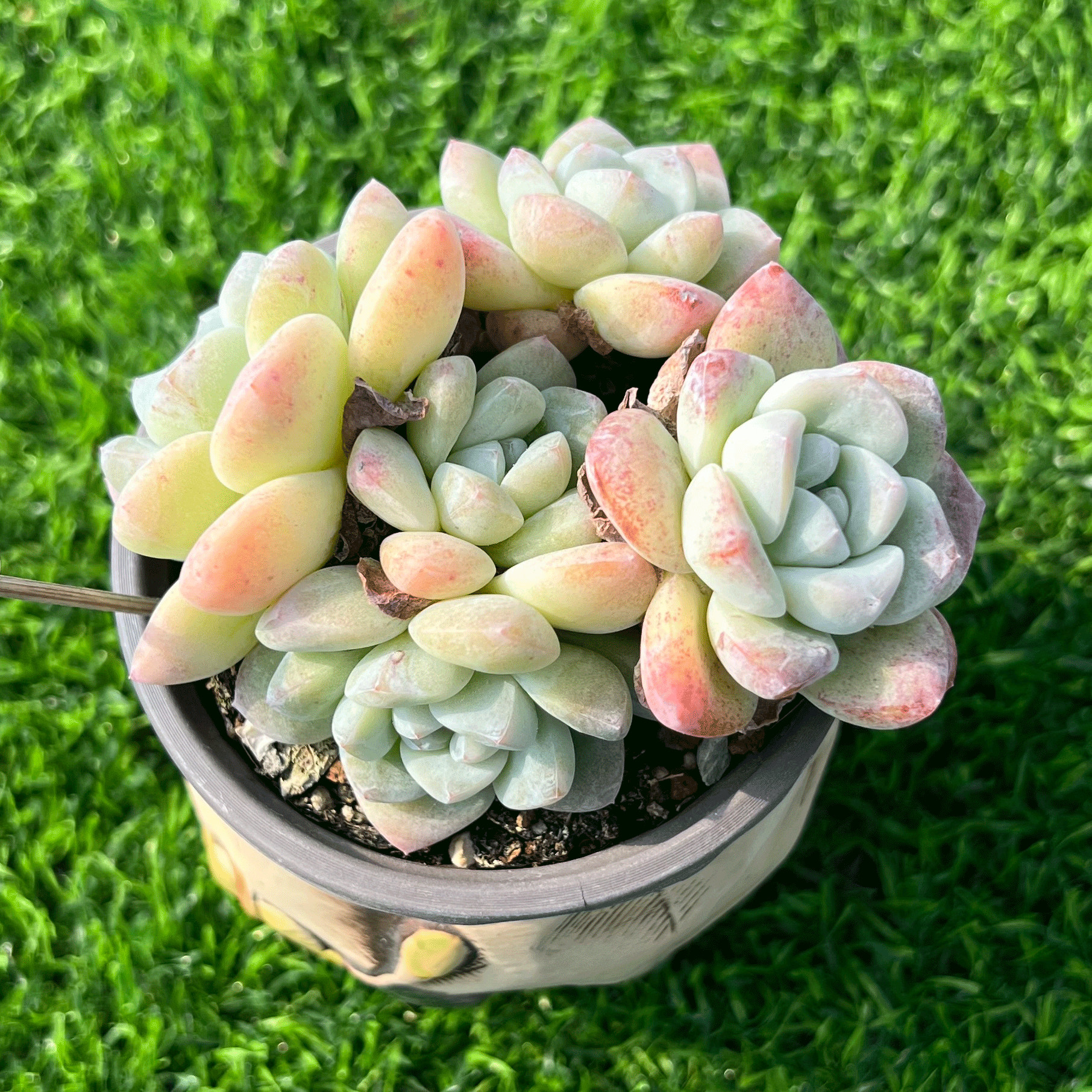 多肉植物白底奶油冰玉自然群盆栽