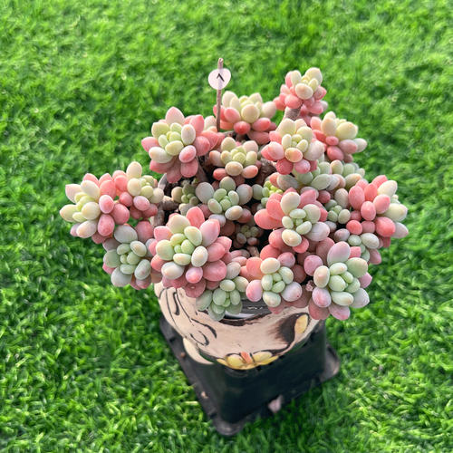粉色果冻多肉植物洛可可鱼子酱
