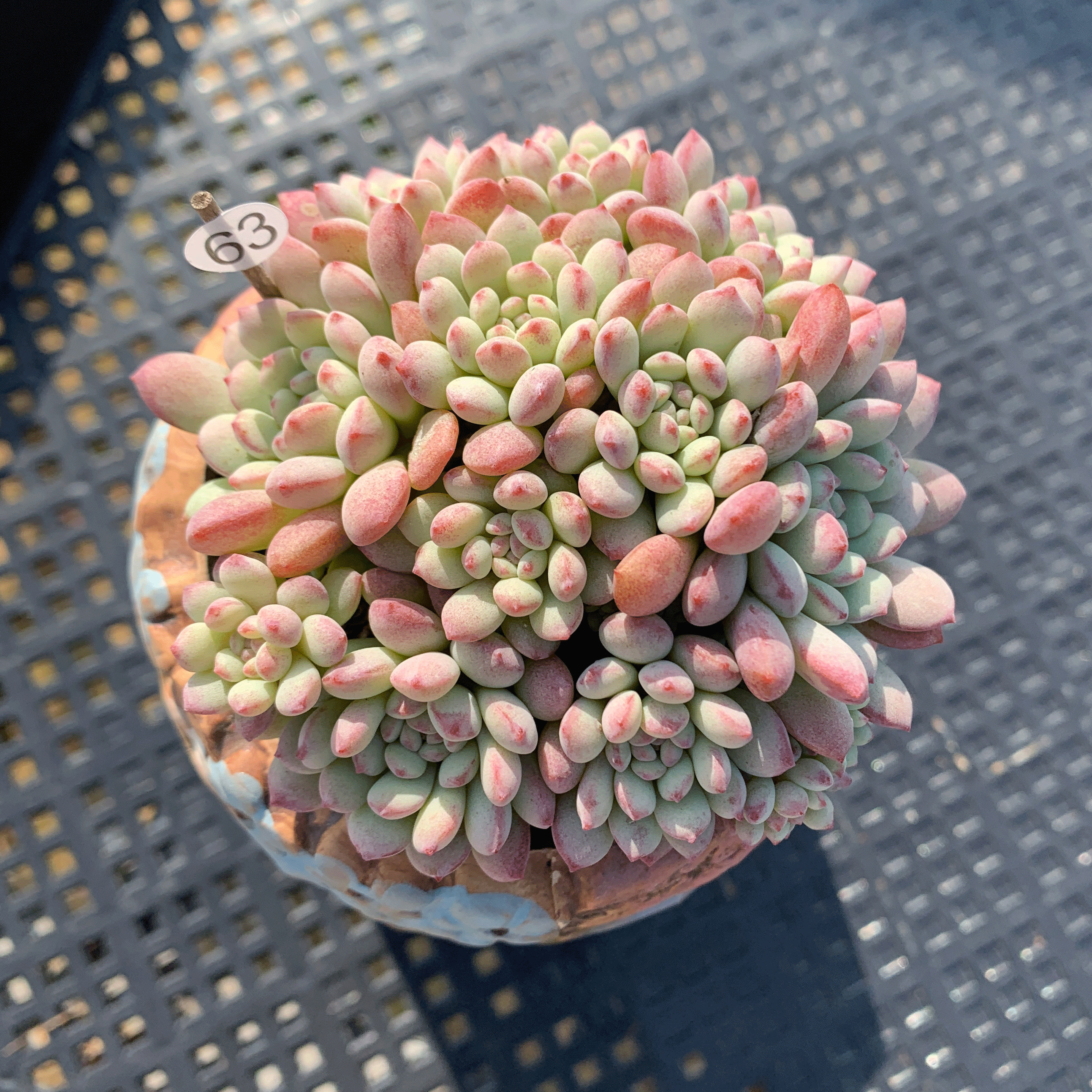 小萌豆 萌豆群 小红蛋多肉植物群生多头一物一拍阳台绿植盆栽灵曦