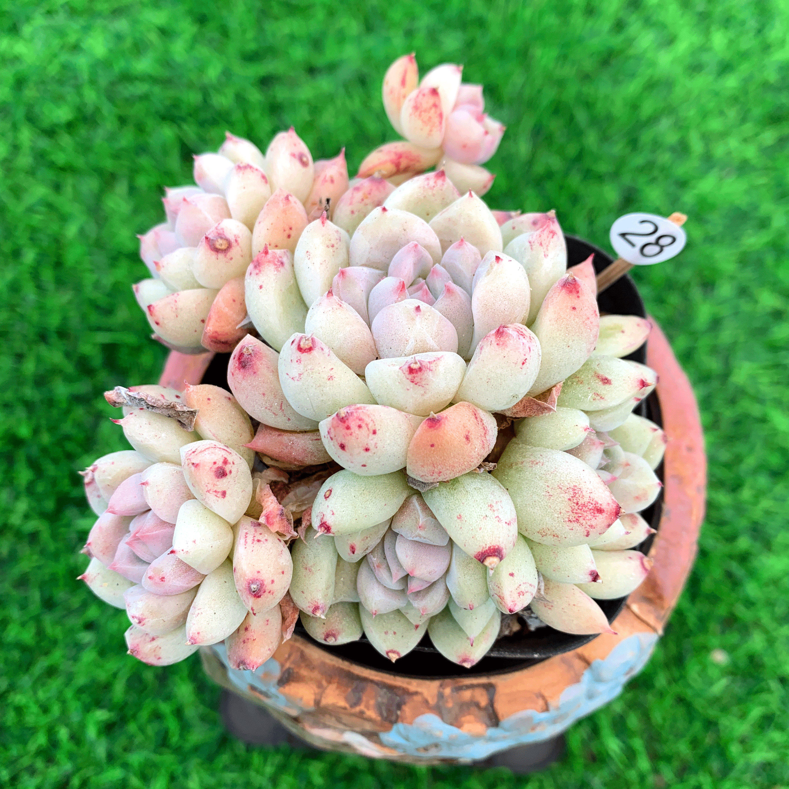 如梦令 白底 阿尔巴佳人多肉植物一物一拍单群生无砍办公绿植灵曦