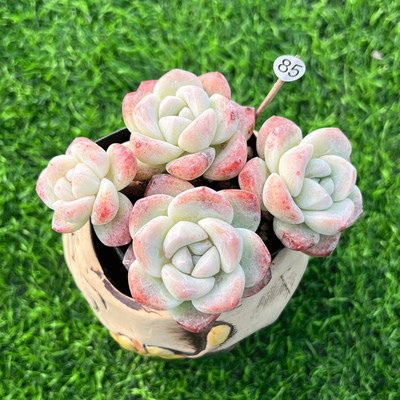 灵曦阳台易养奶油冰玉一物一拍