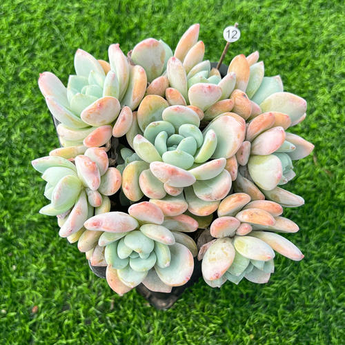 灵曦阳台易养冷香自然群多肉植物