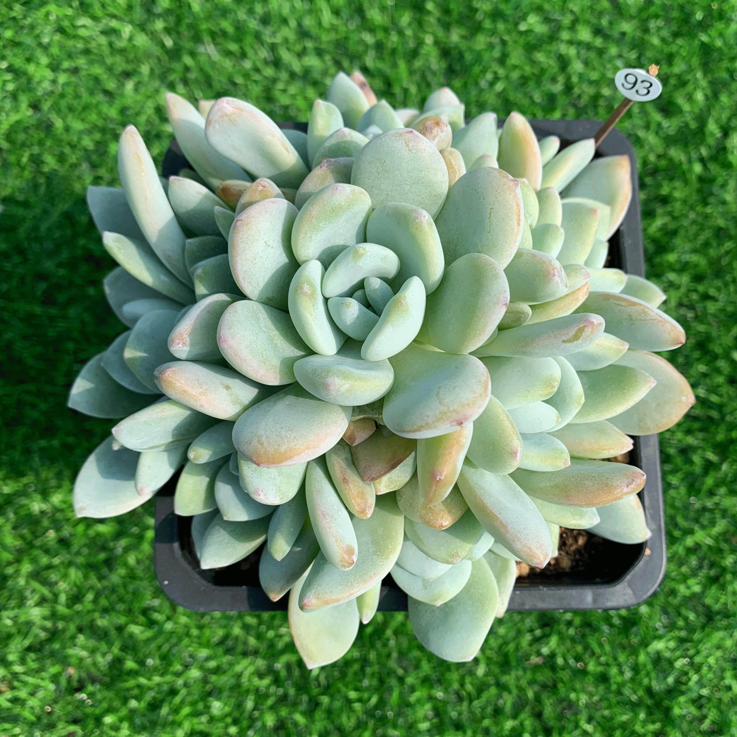 冷香多肉植物一物一拍无砍捧花群大小参考12厘米盆阳台绿植盆栽肉