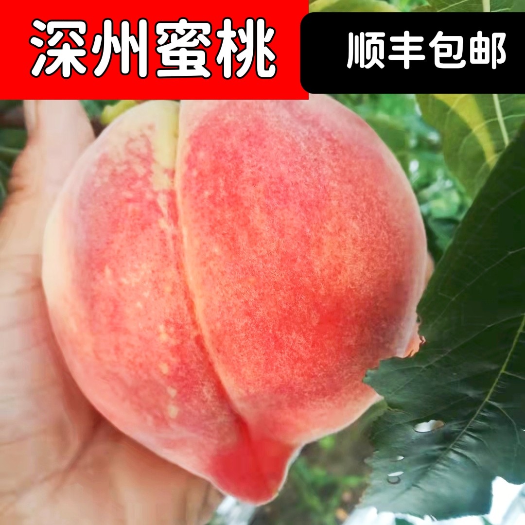 深州早蜜桃马庄贡品水蜜桃产地直发送礼佳品