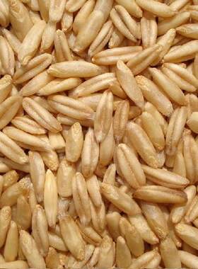 低温烘焙燕麦米现磨豆浆原料磨粉