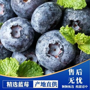 云南玉溪澄江抚仙湖露天L25花香蓝莓当季 水果新鲜摘 顺丰空运