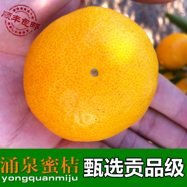 涌泉蜜桔蜜桔8-15度无核涌泉蜜桔