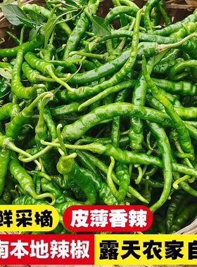 湖南农家自种露天青辣椒小尖椒