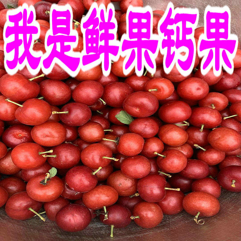 欧李钙果当季新鲜东北鲜果活性钙老人孕妇儿童补钙包邮鲜果