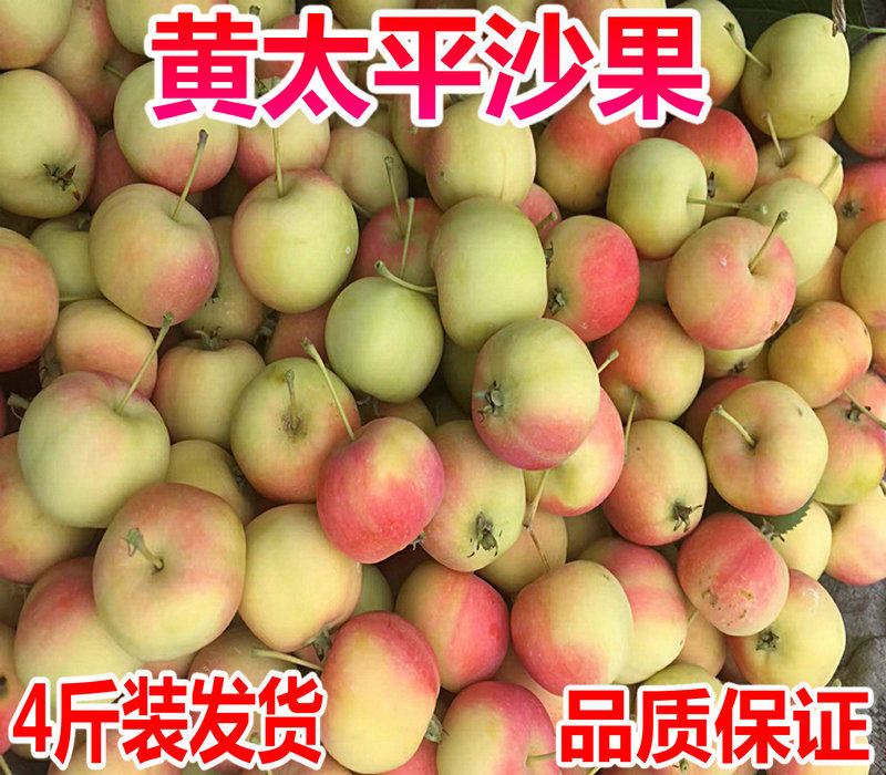 沙果东北海棠果黄太平山丁子果东北特产当季水果4斤多省包邮现摘