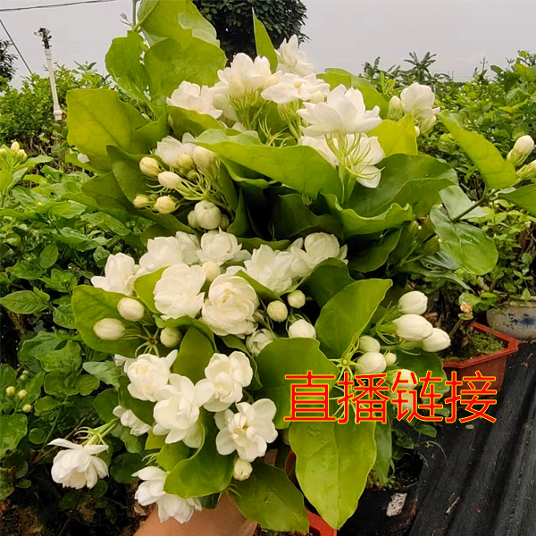 横县茉莉花苗老桩室内阳台四季中大型绿植茉莉桩树开花净化空气 鲜花速递/花卉仿真/绿植园艺 大型绿植/成品组合盆栽 原图主图