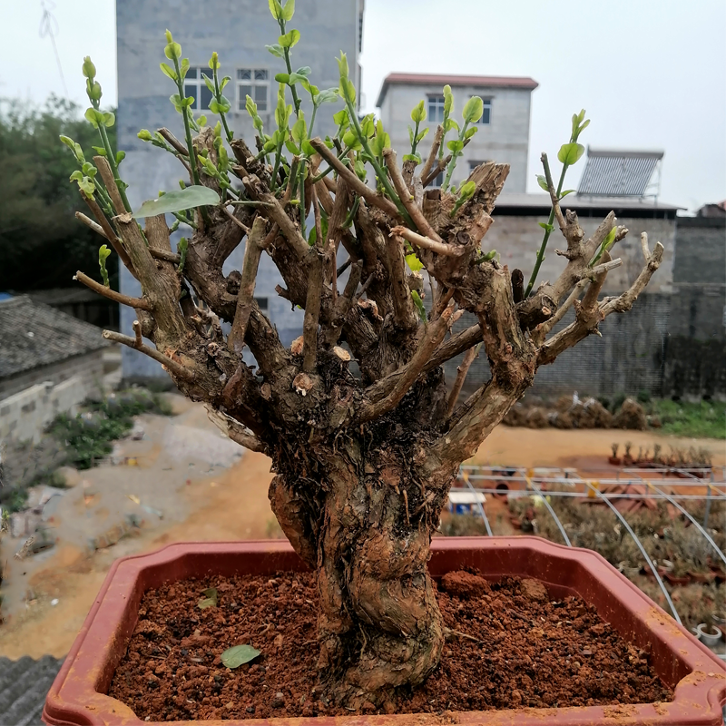 (上新)广西横县茉莉花老桩苗家里绿植中大型净化好空气阳台绿植
